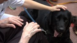 Benito Menni CASM col·labora  en la 8ena edició del Curs de Terapies assistides amb gossos